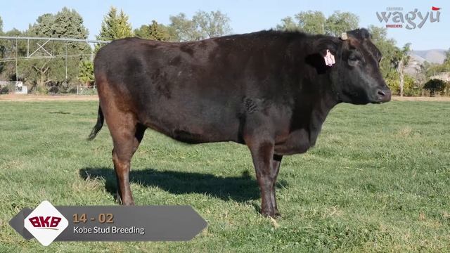 Certified Wagyu Breeders | Kobe Stud Breeding (Jacques le Roux) Lot Video HD