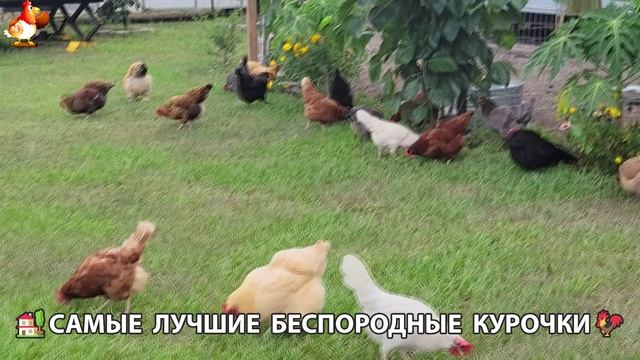 Курочки селяночки лучшие беспородные несушки 🥚 (45)