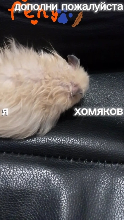 я ❤ хомяков