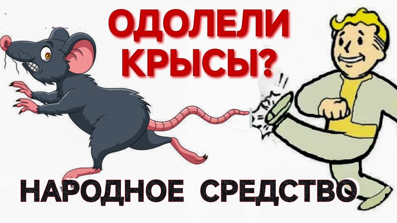 КАК ИЗБАВИТЬСЯ ОТ КРЫС? НАРОДНОЕ СРЕДСТВО. 100%. Лайфхак. Лучший способ.ПОДПИШИТЕСЬ.❤️🚀