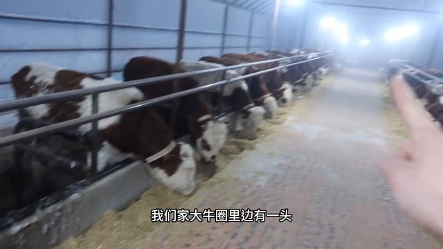 双双家小牛10天不吃不喝终于能吃草了，到家11天56头牛全员健康！