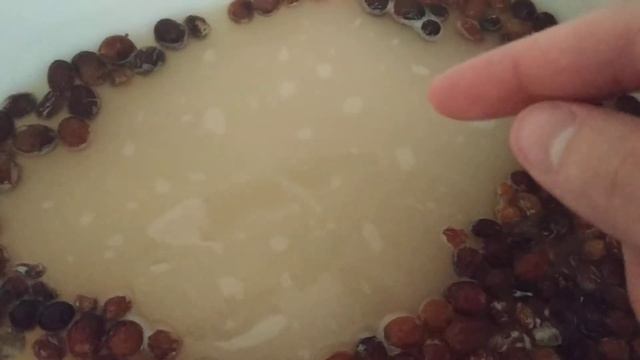Разница между дрожжами Pakmaya cristal и Snake C48