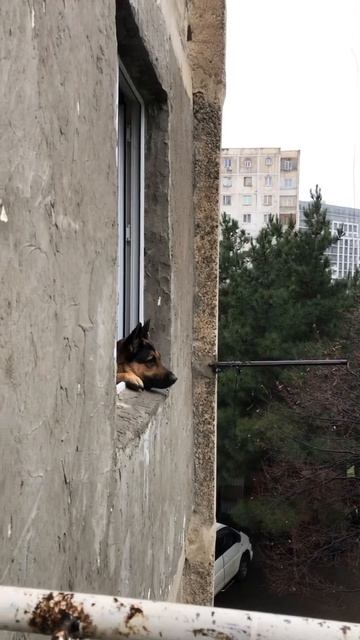 Арчи ждёт хозяйку #shorts #Арчи