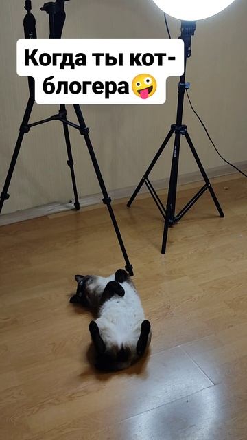Когда ты кот - блогера 🤪