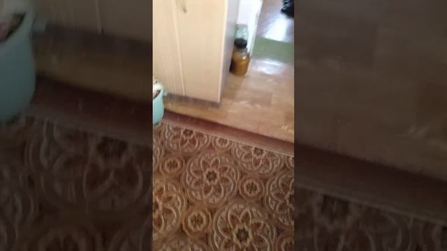котики
