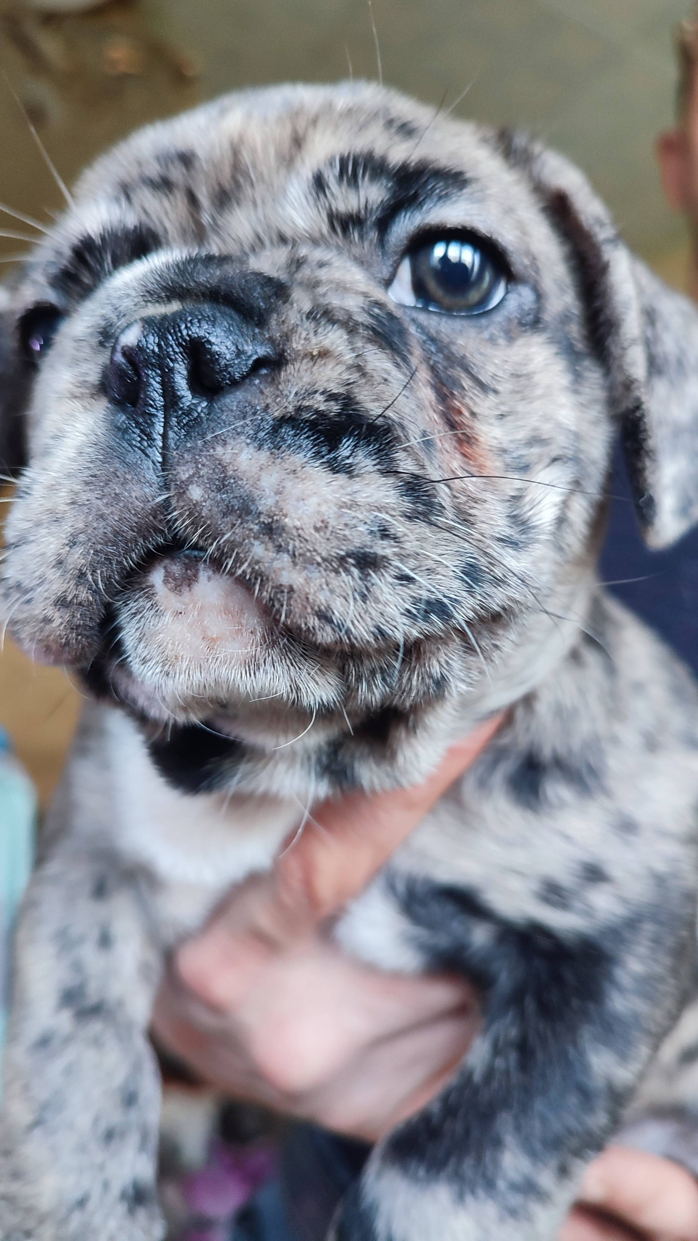 щенок французского бульдога продаётся
Сп-б. Наш питомник https://vk.com/vinnie_pooh_kennel