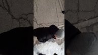 во-первых подпишитесь на канал Поставьте лайк. А название нашего ролика играем в полицию с Данилом!