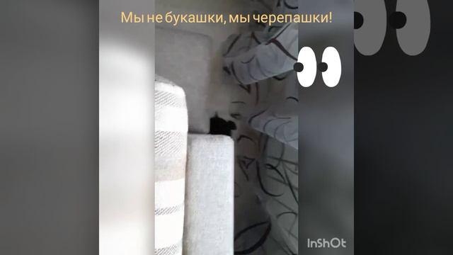 7682.mp4