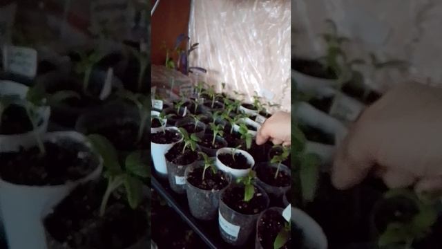 Чем подкормить томаты.