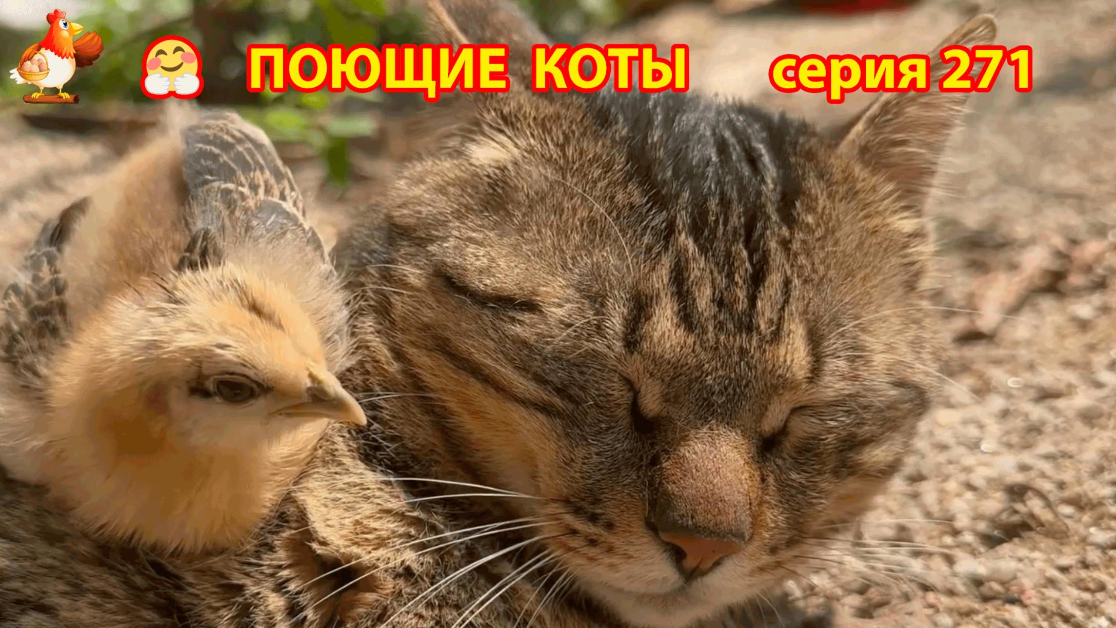 Крутые коты у птичьего двора серия (271) 🐈🐈😹 Природа Абхазии и подворье с птицами и животными ❣