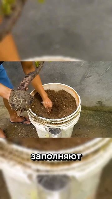 ЛОЗЕ В САКСИЯ