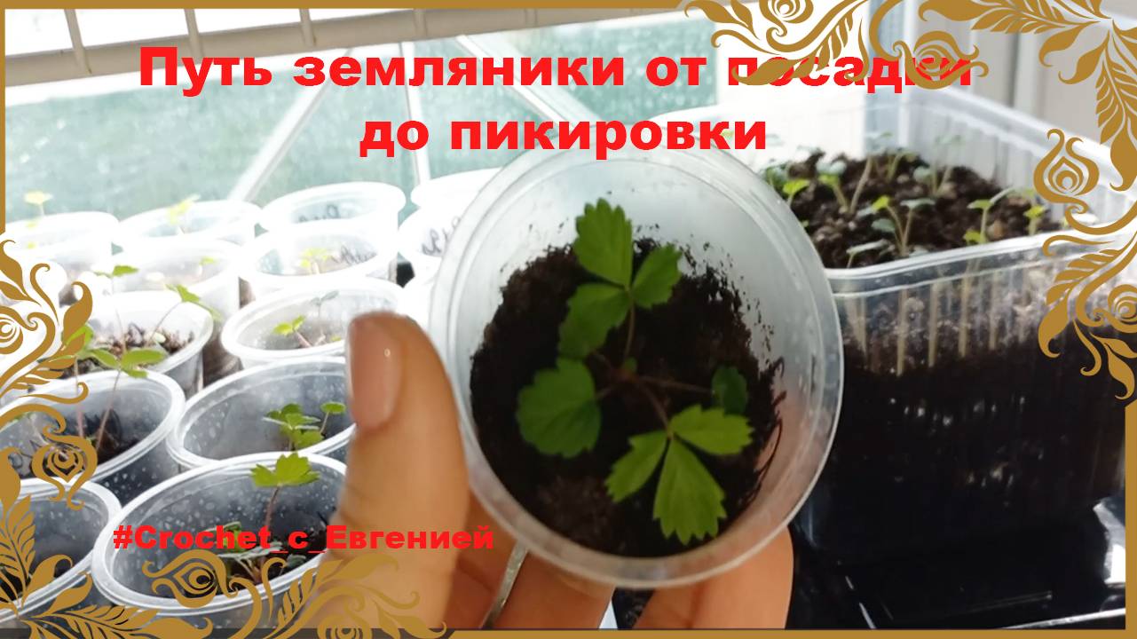Путь земляники от посадки до пикировки