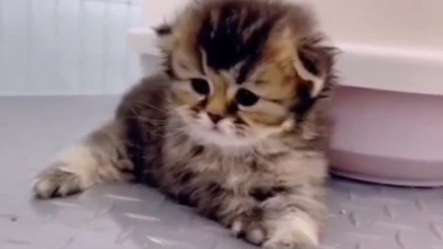 Котик икает