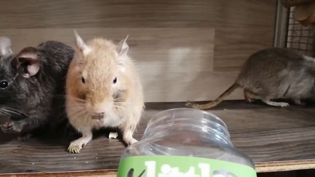 Дегу кушают овощные снеки