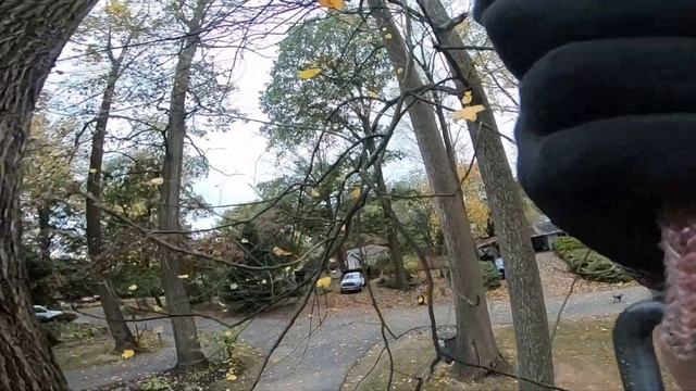 Hickory tree takedown (3 trees)