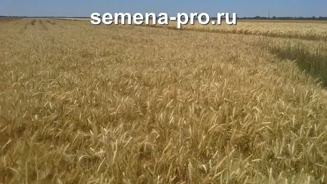 Засуха 2018. Канадская озимая пшеница в Крыму