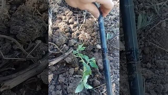 Капельный полив, управление через интернет