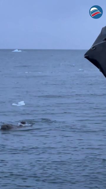 Защитный инстинкт: моржиха напала на надувную лодку российских туристов, охраняя своего детеныша