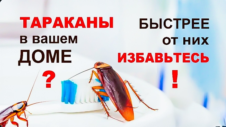 НАРОДНЫЙ РЕЦЕПТ. КАК НАВСЕГДА ИЗБАВИТЬСЯ ОТ ТАРАКАНОВ? ПОДПИШИТЕСЬ ❤️🚀