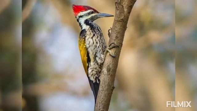 Aves : The Birds 🐦 Types of FEET or CLAWS in Birds  Part -8 CLIMBING FEET