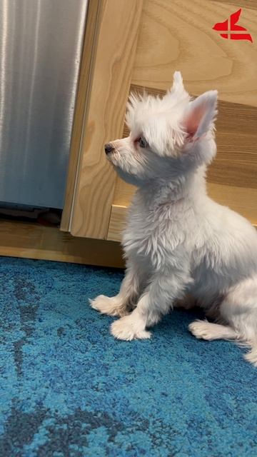 pet-терапевты в офисе экспериментальной психологии VALLIS eMDr