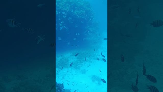 Погружение в Красное море на подлодке Синдбад.20.03.2025