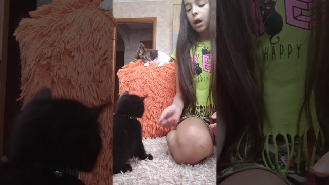 Приучаем Бусю к команде сидеть.