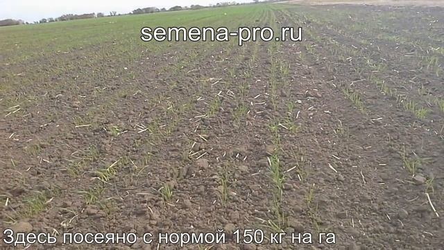 Пшеница двуручка. Осенний посев.