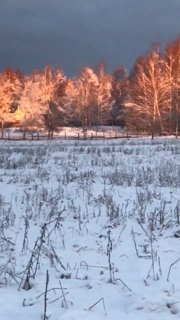 Розовый  лес  утром, такого вы не   видели. #очагор #snow #правильноепитание #здоровье #новыйгод