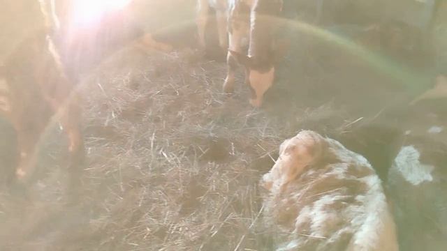 Наши глупые ошибки при покупки. Огурцы на подоконнике.