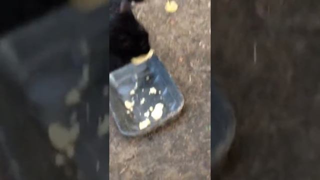 Голодная кошка ест чипсы