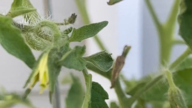 Tomato Leaf Curl / Blossom Drop + Hornworms // Gardening Mindfully