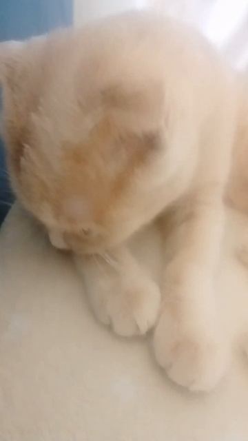 моя кошка