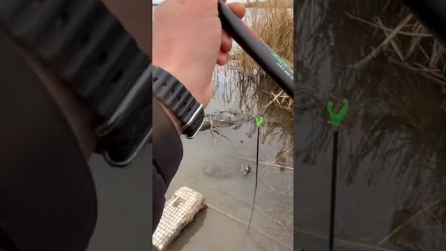 Поклёвка карася на фидер #фидер #рыбалка #рыбалканафидер #fishing #карась #ловлякарася