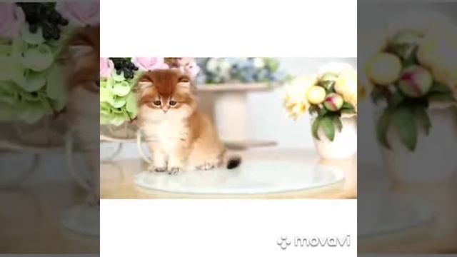 Вот так играет наша Британская кошечка
