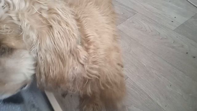 собака и мех норки