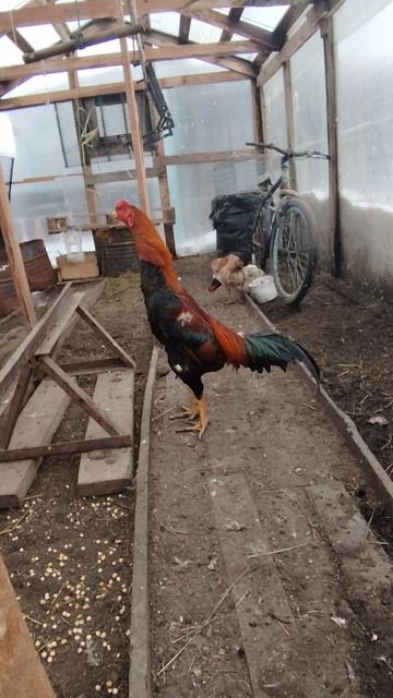 Бойцовая куры и Петухи