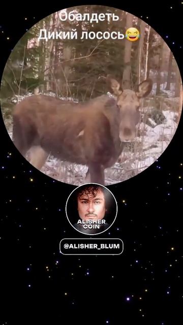 🔥mem🔥alisher🔥