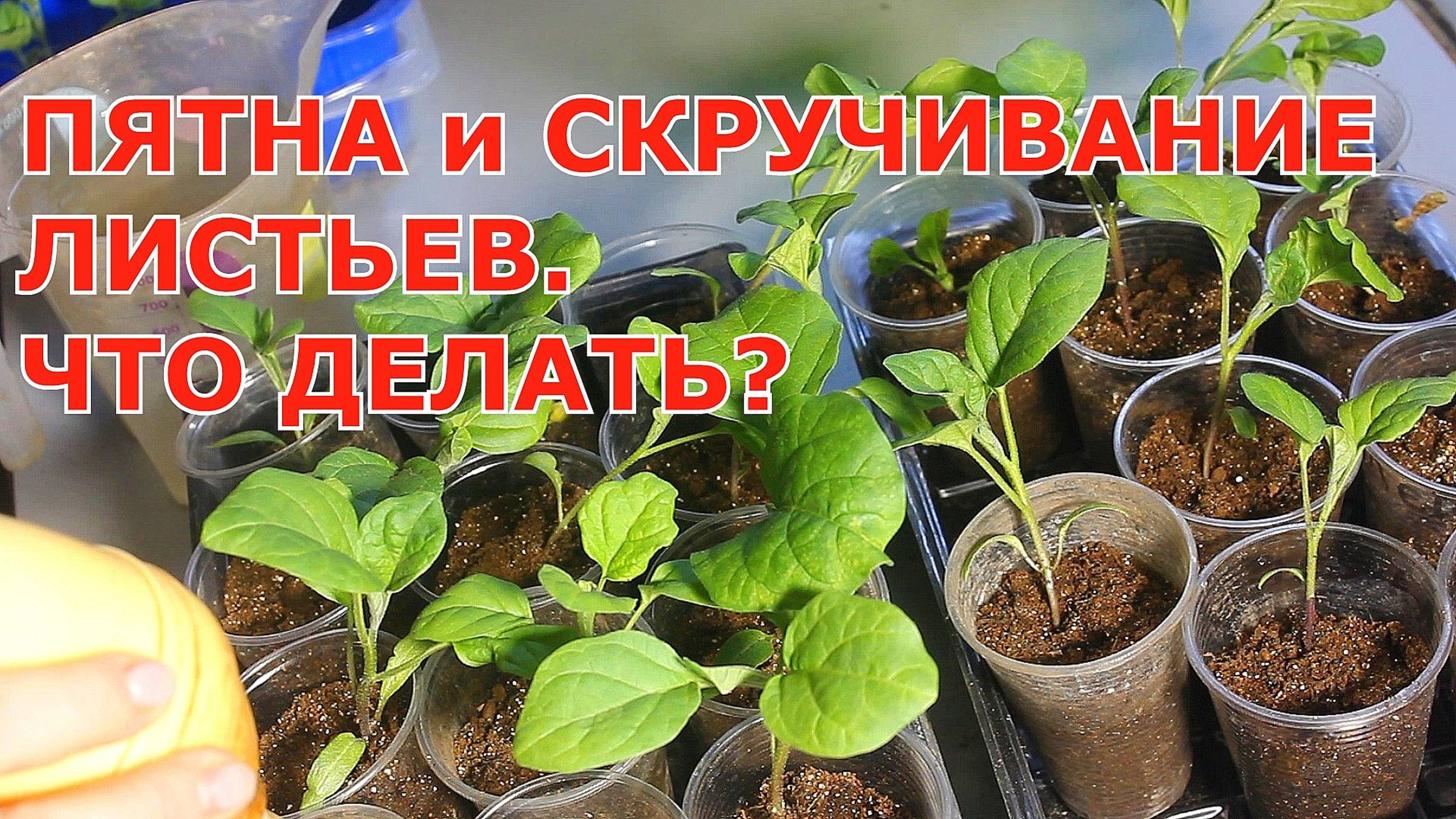 Пятна на баклажанах: грибок, вирусы или нехватка питательных веществ?