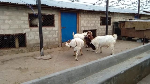 #KBS YouTube channel #Kul bahadur # Bagaicha farm house . Boer breeding center.
