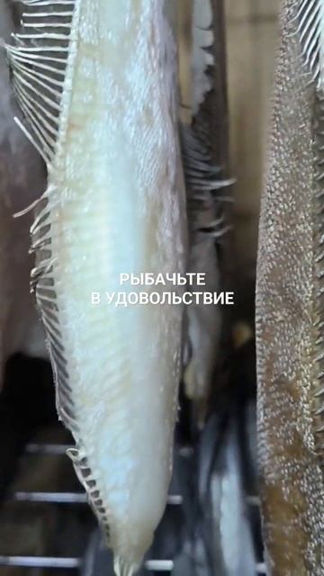 Камбала- ёрш.
