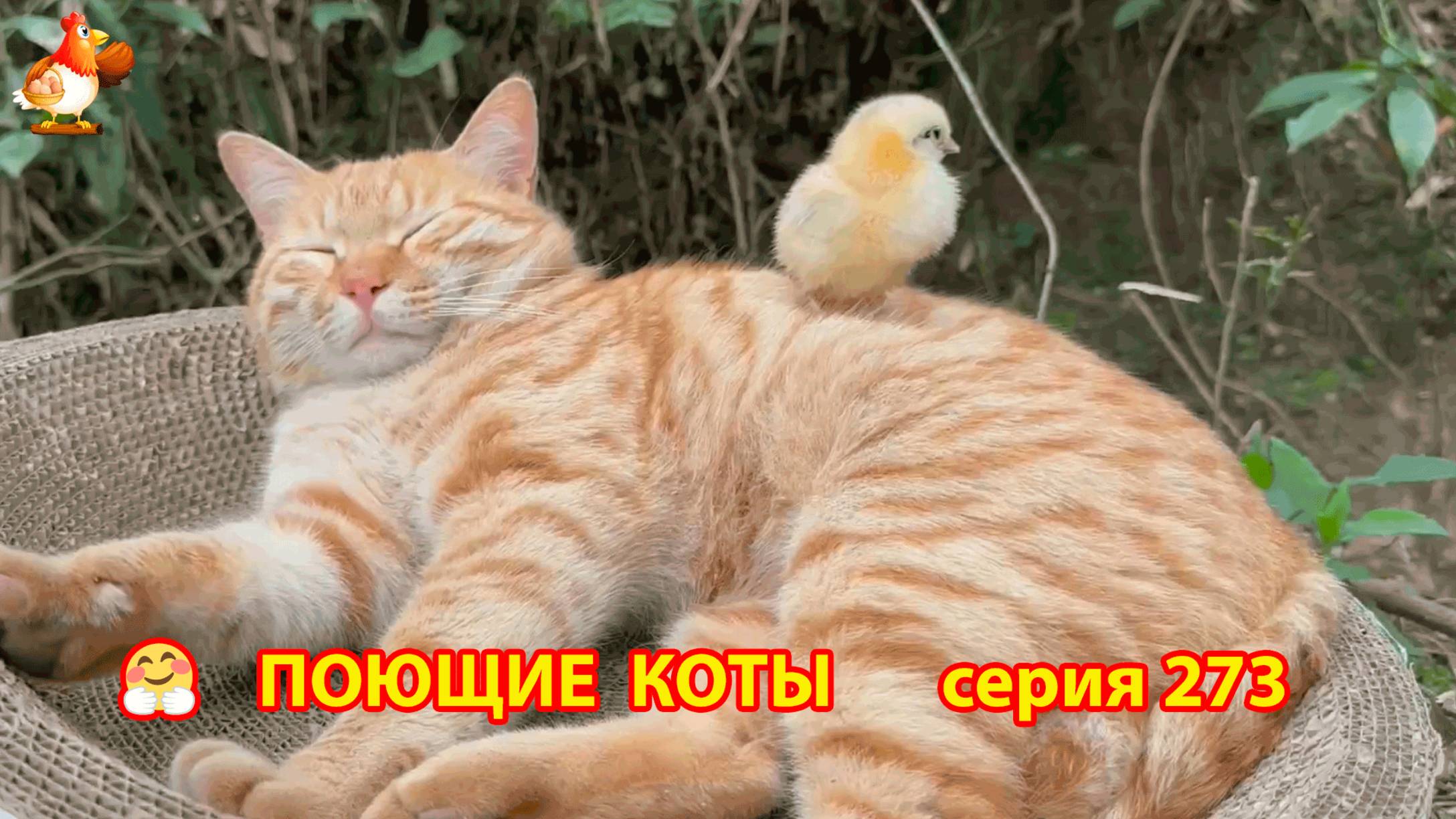 Крутые коты у птичьего двора серия (273) 🐈🐈😹 Природа Абхазии и подворье с птицами и животными ❣