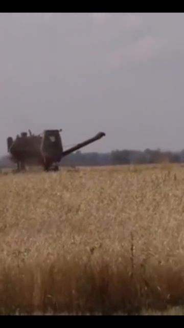 красивое видео нива ск 5 уборка пшеницы!!!
