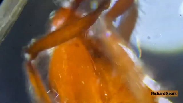 UNDER THE MICROSCOPE: (Queen Harvester Aunt). 11/27/22.