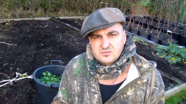How to grow Sorrel – from seed to pot