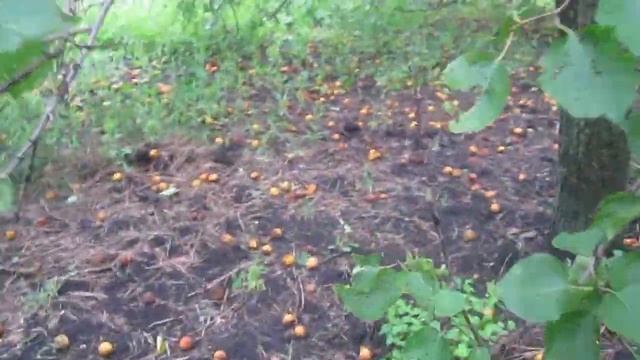 Как осыпались фрукты в саду после ливня и урагана.