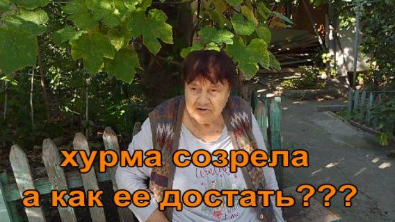 № 889 Хурма созрела,а как ее достать?