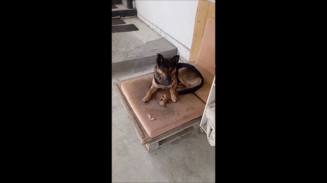 Собака. Овчарка. Том