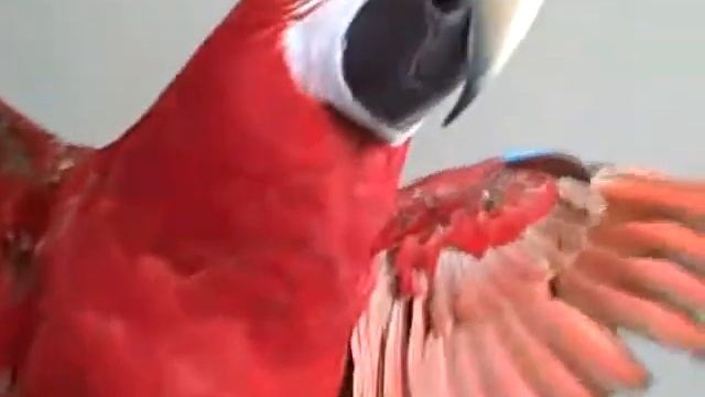 Parrot Love!  "Puppy" the parrot hams for the camera!