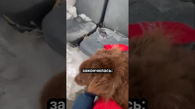 Любимые люди, знакомые запахи, родной двор! | Джек (Заза)